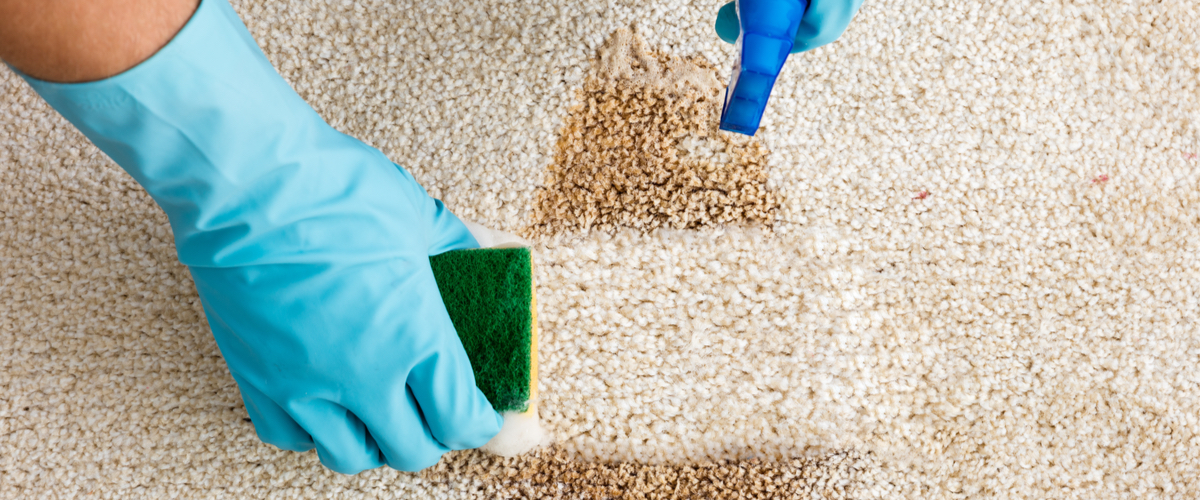 person wearing blue latex gloves cleaning the carpet with a sponge